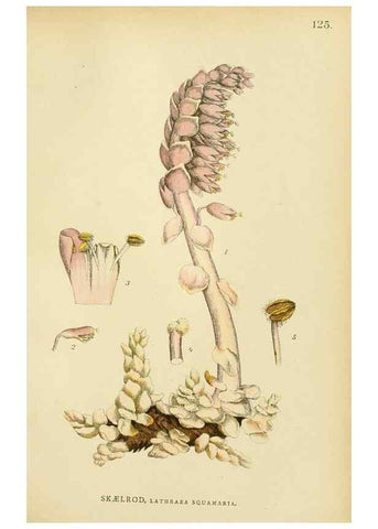 Reproducción/Reproduction 49157706386: Billeder af Nordens flora,. København,G.E.C. Gad,1901-1903 [i.e. 1907]. 