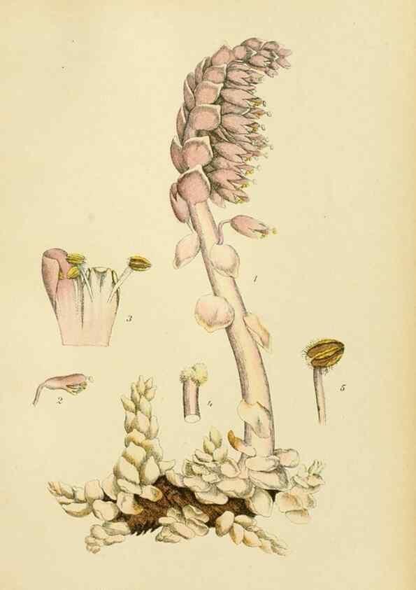 Reproducción/Reproduction 49157706386: Billeder af Nordens flora,. København,G.E.C. Gad,1901-1903 [i.e. 1907]. 