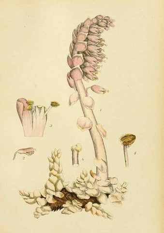 Reproducción/Reproduction 49157706386: Billeder af Nordens flora,. København,G.E.C. Gad,1901-1903 [i.e. 1907]. 