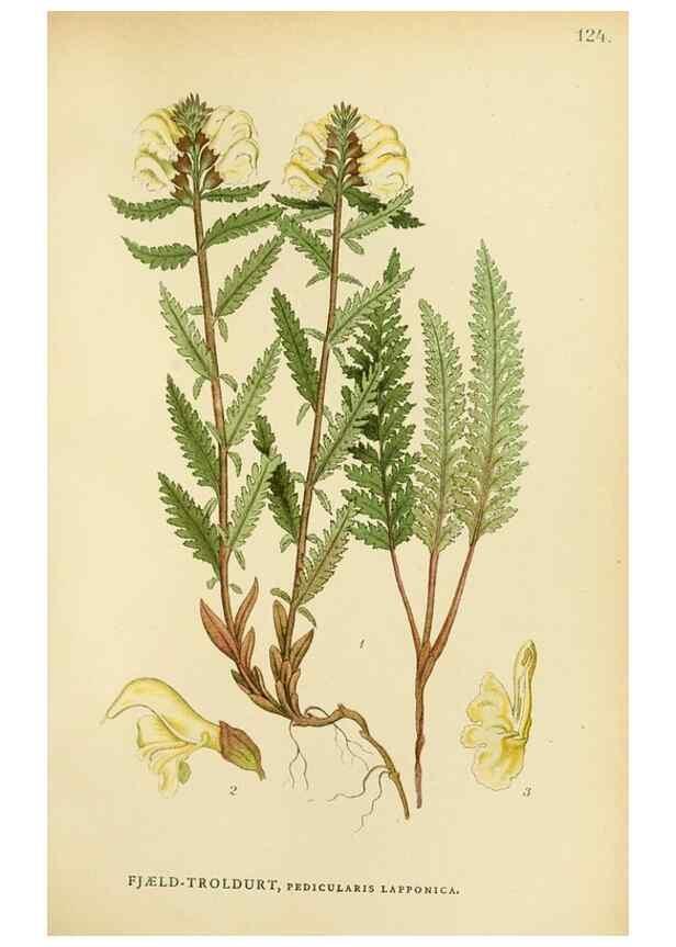 Reproducción/Reproduction 49157928192: Billeder af Nordens flora,. København,G.E.C. Gad,1901-1903 [i.e. 1907]. 