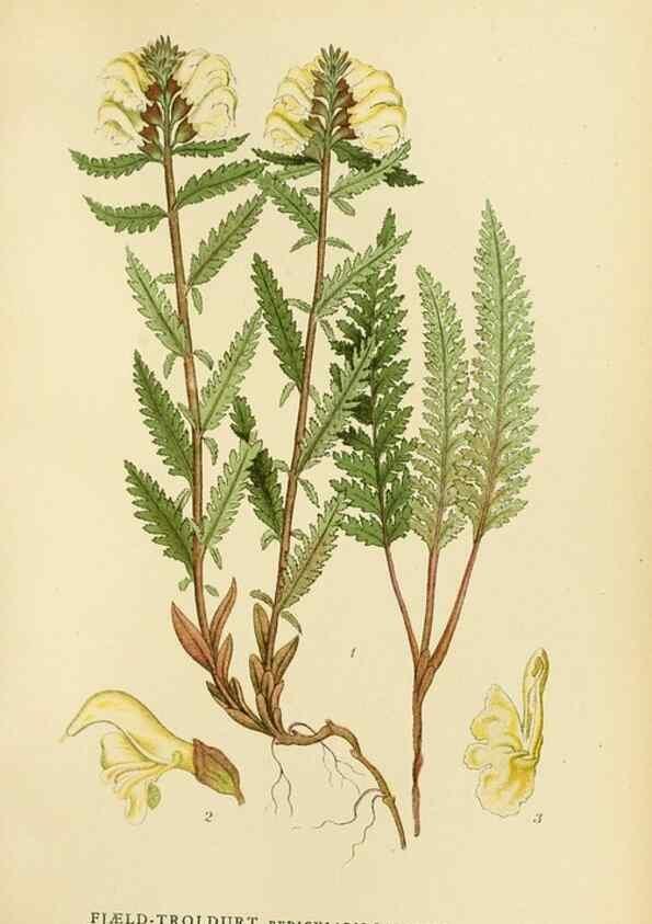 Reproducción/Reproduction 49157928192: Billeder af Nordens flora,. København,G.E.C. Gad,1901-1903 [i.e. 1907]. 