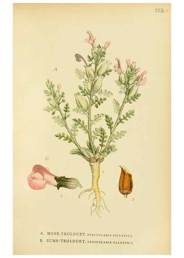 Reproducción/Reproduction 49157705856: Billeder af Nordens flora,. København,G.E.C. Gad,1901-1903 [i.e. 1907]. 