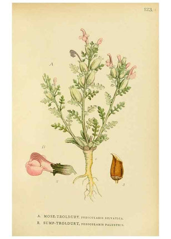 Reproducción/Reproduction 49157705856: Billeder af Nordens flora,. København,G.E.C. Gad,1901-1903 [i.e. 1907]. 