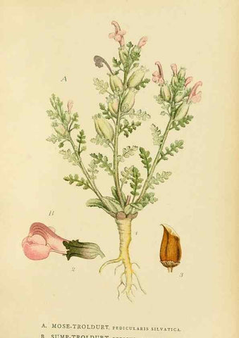 Reproducción/Reproduction 49157705856: Billeder af Nordens flora,. København,G.E.C. Gad,1901-1903 [i.e. 1907]. 