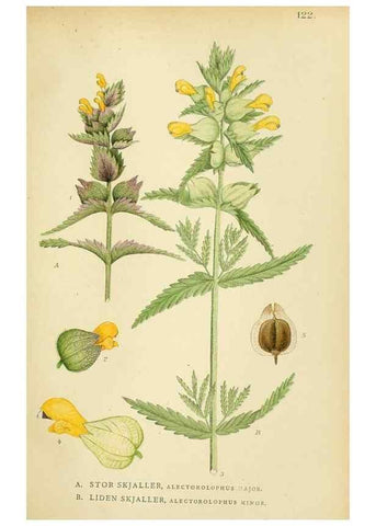 Reproducción/Reproduction 49157927597: Billeder af Nordens flora,. København,G.E.C. Gad,1901-1903 [i.e. 1907]. 
