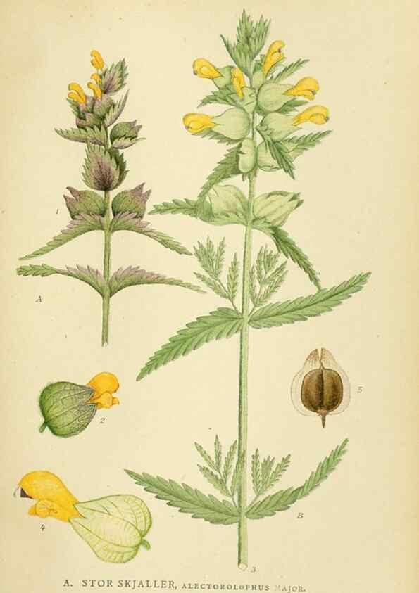 Reproducción/Reproduction 49157927597: Billeder af Nordens flora,. København,G.E.C. Gad,1901-1903 [i.e. 1907]. 