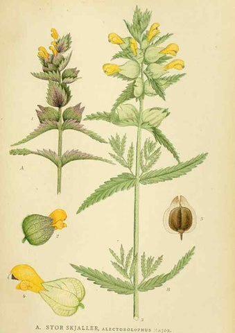 Reproducción/Reproduction 49157927597: Billeder af Nordens flora,. København,G.E.C. Gad,1901-1903 [i.e. 1907]. 