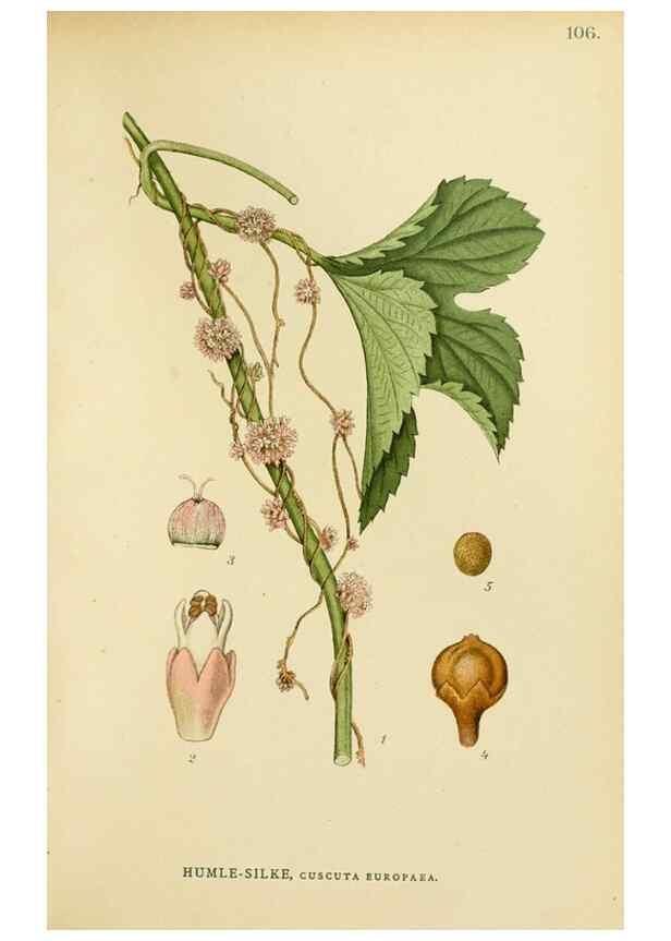 Reproducción/Reproduction 49157689936: Billeder af Nordens flora,. København,G.E.C. Gad,1901-1903 [i.e. 1907]. 