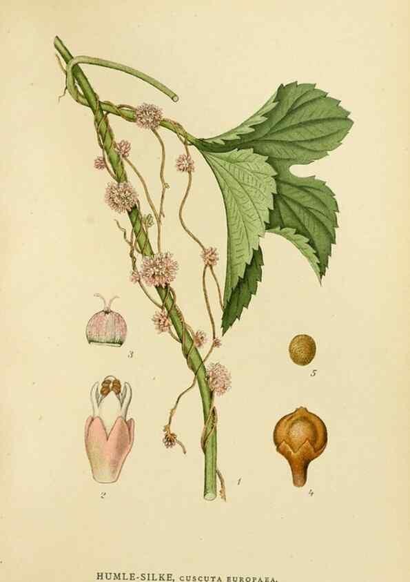 Reproducción/Reproduction 49157689936: Billeder af Nordens flora,. København,G.E.C. Gad,1901-1903 [i.e. 1907]. 