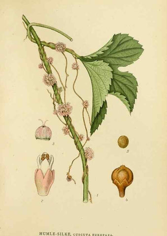 Reproducción/Reproduction 49157689936: Billeder af Nordens flora,. København,G.E.C. Gad,1901-1903 [i.e. 1907]. 