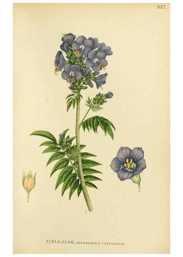 Reproducción/Reproduction 49157690176: Billeder af Nordens flora,. København,G.E.C. Gad,1901-1903 [i.e. 1907]. 