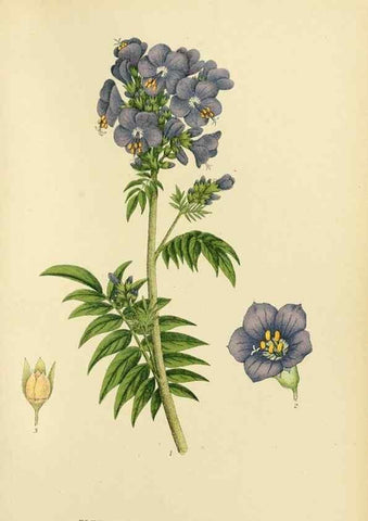 Reproducción/Reproduction 49157690176: Billeder af Nordens flora,. København,G.E.C. Gad,1901-1903 [i.e. 1907]. 