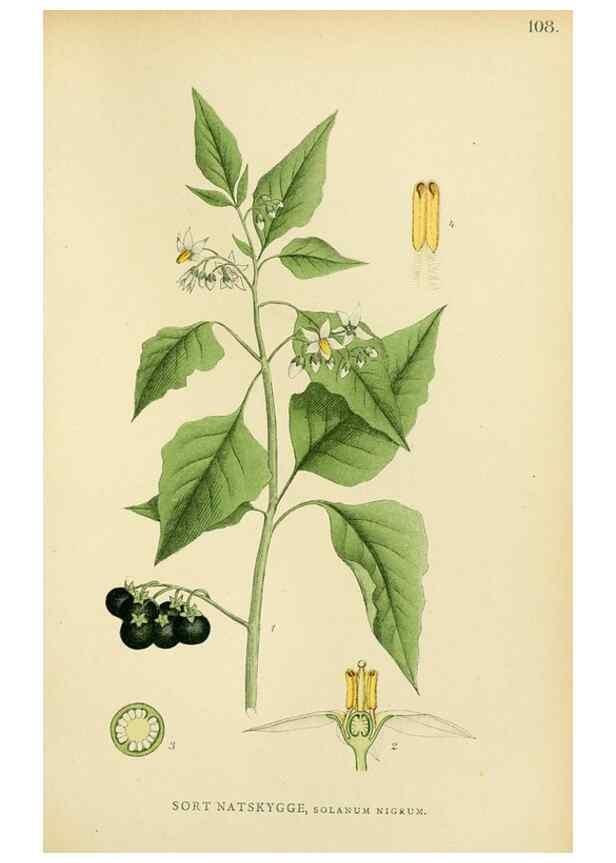 Reproducción/Reproduction 49157201728: Billeder af Nordens flora,. København,G.E.C. Gad,1901-1903 [i.e. 1907]. 