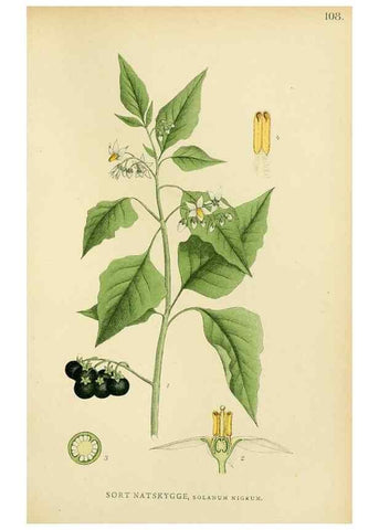 Reproducción/Reproduction 49157201728: Billeder af Nordens flora,. København,G.E.C. Gad,1901-1903 [i.e. 1907]. 