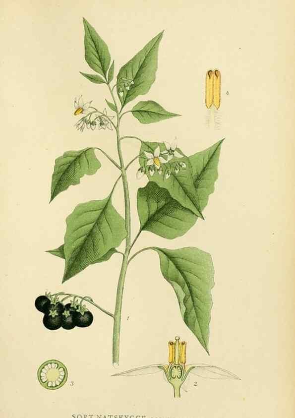 Reproducción/Reproduction 49157201728: Billeder af Nordens flora,. København,G.E.C. Gad,1901-1903 [i.e. 1907]. 