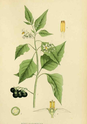 Reproducción/Reproduction 49157201728: Billeder af Nordens flora,. København,G.E.C. Gad,1901-1903 [i.e. 1907]. 