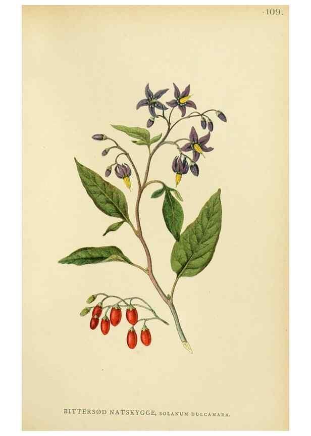 Reproducción/Reproduction 49157202063: Billeder af Nordens flora,. København,G.E.C. Gad,1901-1903 [i.e. 1907]. 