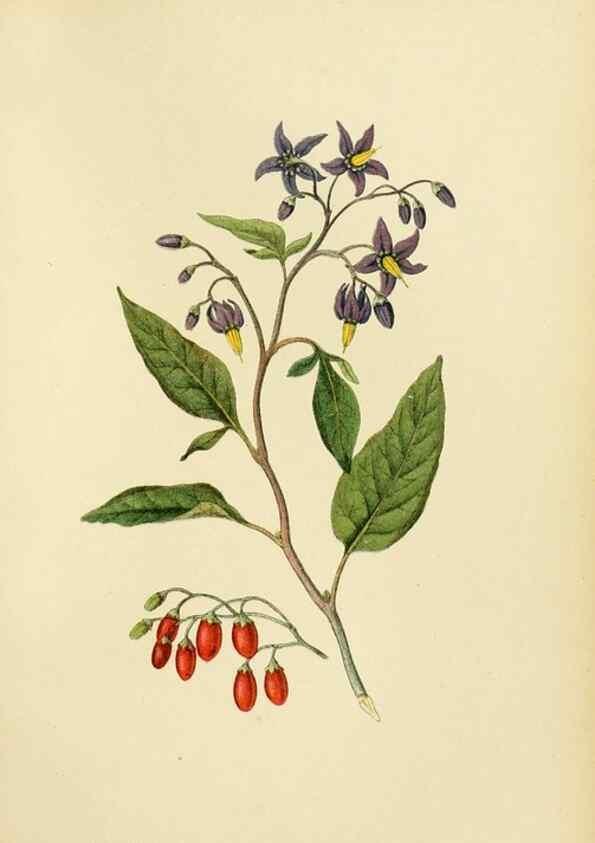 Reproducción/Reproduction 49157202063: Billeder af Nordens flora,. København,G.E.C. Gad,1901-1903 [i.e. 1907]. 