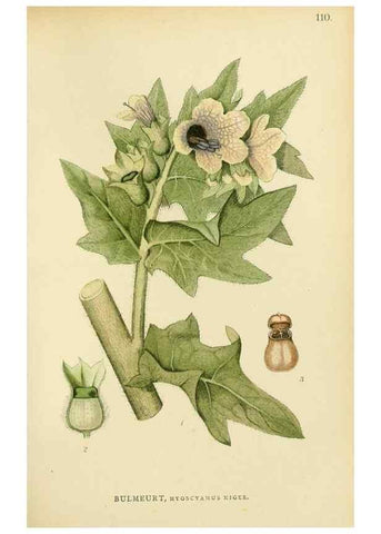 Reproducción/Reproduction 49157691031: Billeder af Nordens flora,. København,G.E.C. Gad,1901-1903 [i.e. 1907]. 