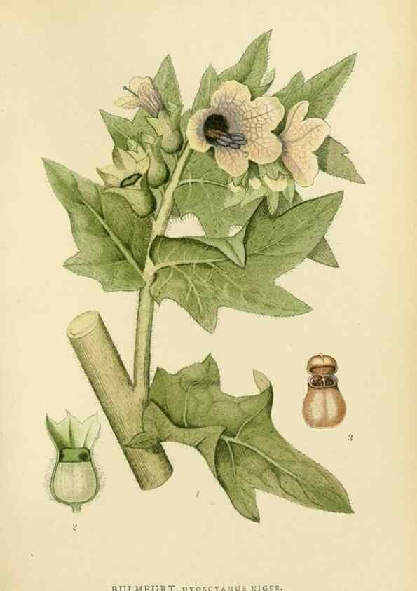 Reproducción/Reproduction 49157691031: Billeder af Nordens flora,. København,G.E.C. Gad,1901-1903 [i.e. 1907]. 