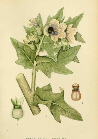 Reproducción/Reproduction 49157691031: Billeder af Nordens flora,. København,G.E.C. Gad,1901-1903 [i.e. 1907]. 