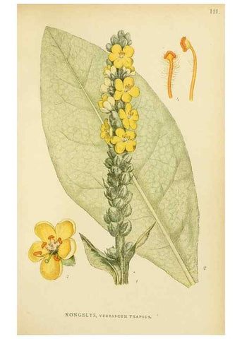 Reproducción/Reproduction 49157691381: Billeder af Nordens flora,. København,G.E.C. Gad,1901-1903 [i.e. 1907]. 