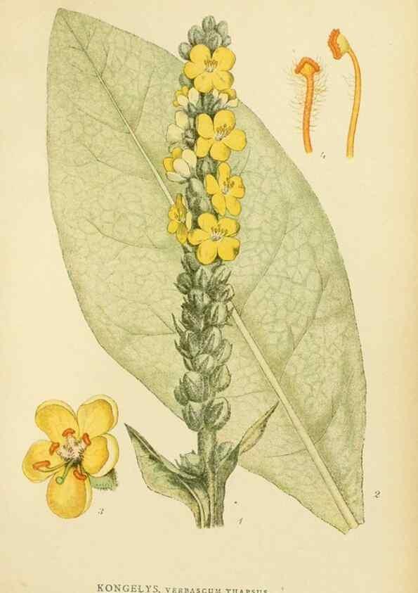 Reproducción/Reproduction 49157691381: Billeder af Nordens flora,. København,G.E.C. Gad,1901-1903 [i.e. 1907]. 