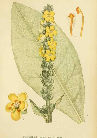 Reproducción/Reproduction 49157691381: Billeder af Nordens flora,. København,G.E.C. Gad,1901-1903 [i.e. 1907]. 