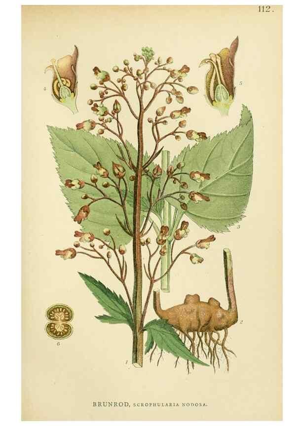 Reproducción/Reproduction 49157202978: Billeder af Nordens flora,. København,G.E.C. Gad,1901-1903 [i.e. 1907]. 