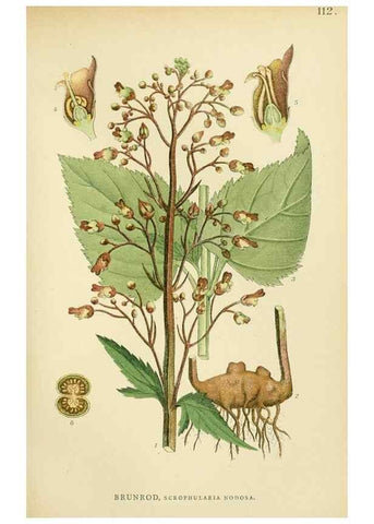 Reproducción/Reproduction 49157202978: Billeder af Nordens flora,. København,G.E.C. Gad,1901-1903 [i.e. 1907]. 