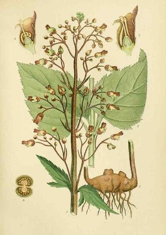 Reproducción/Reproduction 49157202978: Billeder af Nordens flora,. København,G.E.C. Gad,1901-1903 [i.e. 1907]. 