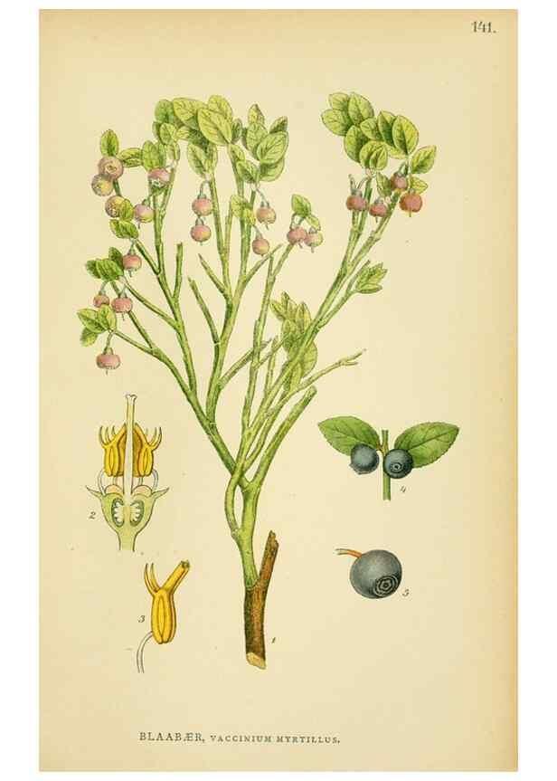 Reproducción/Reproduction 49157710781: Billeder af Nordens flora,. København,G.E.C. Gad,1901-1903 [i.e. 1907]. 