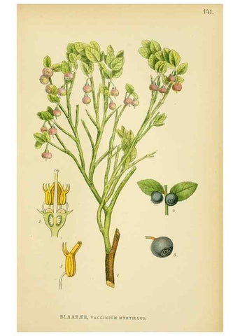 Reproducción/Reproduction 49157710781: Billeder af Nordens flora,. København,G.E.C. Gad,1901-1903 [i.e. 1907]. 