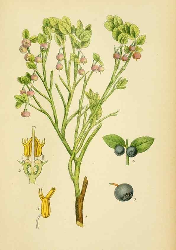 Reproducción/Reproduction 49157710781: Billeder af Nordens flora,. København,G.E.C. Gad,1901-1903 [i.e. 1907]. 