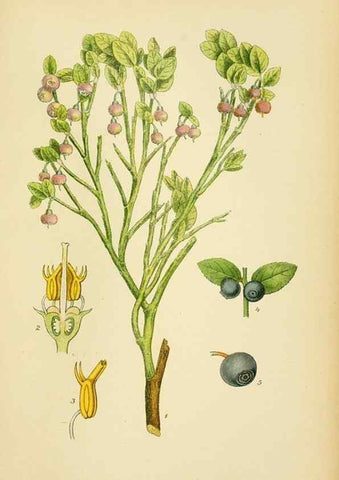 Reproducción/Reproduction 49157710781: Billeder af Nordens flora,. København,G.E.C. Gad,1901-1903 [i.e. 1907]. 