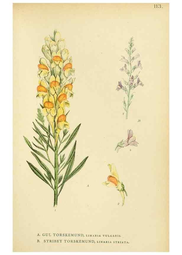 Reproducción/Reproduction 49157913522: Billeder af Nordens flora,. København,G.E.C. Gad,1901-1903 [i.e. 1907]. 