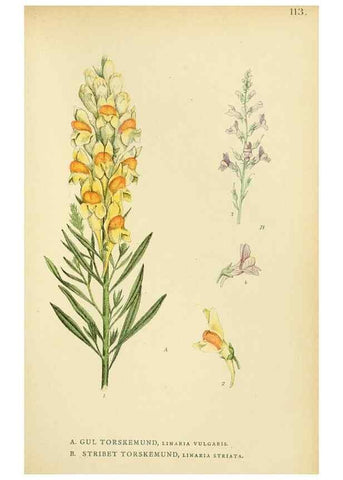 Reproducción/Reproduction 49157913522: Billeder af Nordens flora,. København,G.E.C. Gad,1901-1903 [i.e. 1907]. 