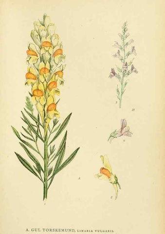 Reproducción/Reproduction 49157913522: Billeder af Nordens flora,. København,G.E.C. Gad,1901-1903 [i.e. 1907]. 