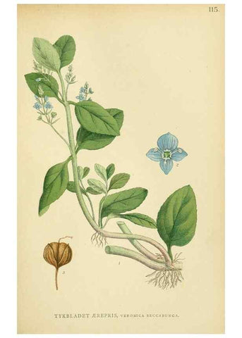 Reproducción/Reproduction 49157914117: Billeder af Nordens flora,. København,G.E.C. Gad,1901-1903 [i.e. 1907]. 