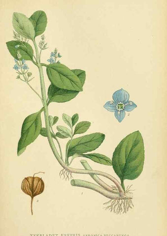 Reproducción/Reproduction 49157914117: Billeder af Nordens flora,. København,G.E.C. Gad,1901-1903 [i.e. 1907]. 