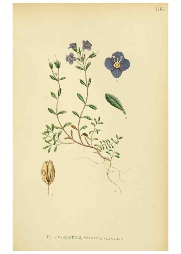 Reproducción/Reproduction 49157204203: Billeder af Nordens flora,. København,G.E.C. Gad,1901-1903 [i.e. 1907]. 