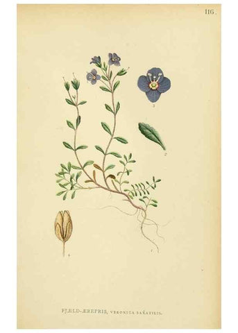 Reproducción/Reproduction 49157204203: Billeder af Nordens flora,. København,G.E.C. Gad,1901-1903 [i.e. 1907]. 