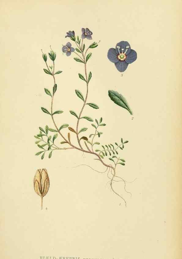 Reproducción/Reproduction 49157204203: Billeder af Nordens flora,. København,G.E.C. Gad,1901-1903 [i.e. 1907]. 