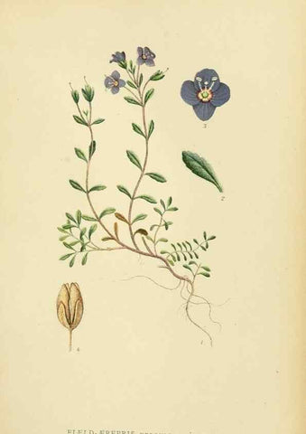 Reproducción/Reproduction 49157204203: Billeder af Nordens flora,. København,G.E.C. Gad,1901-1903 [i.e. 1907]. 
