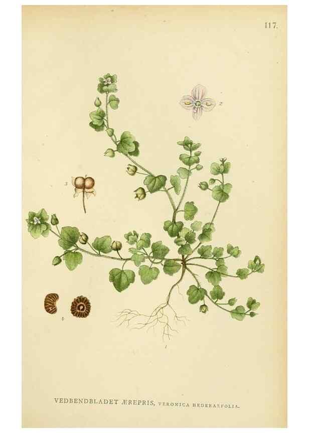 Reproducción/Reproduction 49157204508: Billeder af Nordens flora,. København,G.E.C. Gad,1901-1903 [i.e. 1907]. 