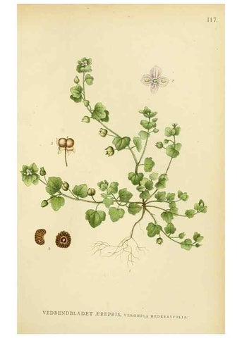 Reproducción/Reproduction 49157204508: Billeder af Nordens flora,. København,G.E.C. Gad,1901-1903 [i.e. 1907]. 