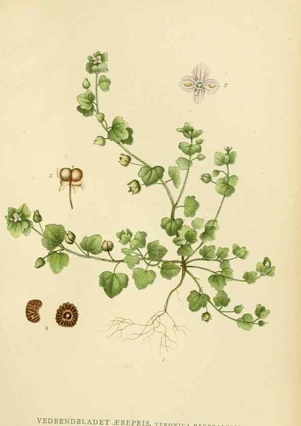Reproducción/Reproduction 49157204508: Billeder af Nordens flora,. København,G.E.C. Gad,1901-1903 [i.e. 1907]. 