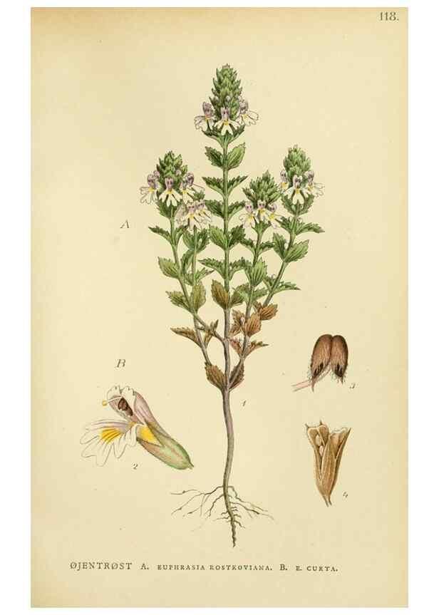 Reproducción/Reproduction 49157915052: Billeder af Nordens flora,. København,G.E.C. Gad,1901-1903 [i.e. 1907]. 