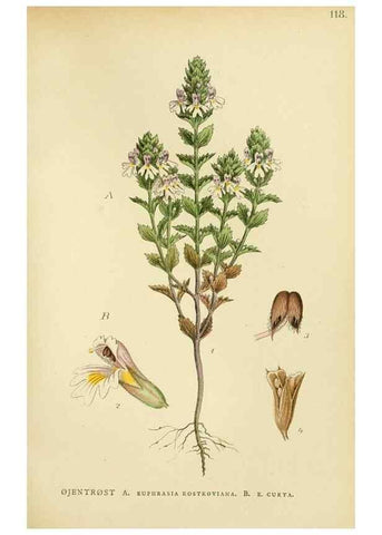 Reproducción/Reproduction 49157915052: Billeder af Nordens flora,. København,G.E.C. Gad,1901-1903 [i.e. 1907]. 