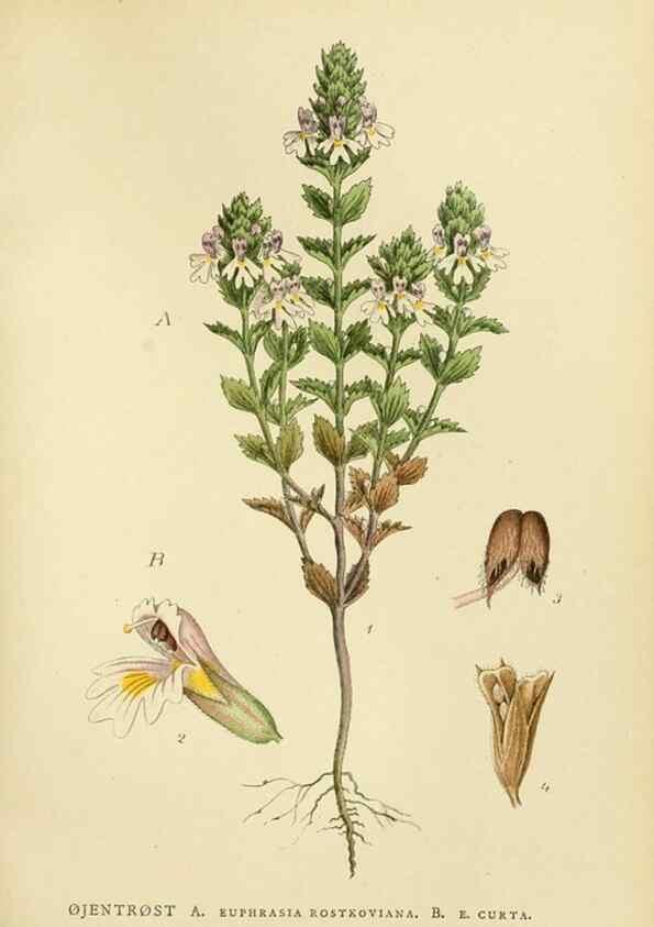 Reproducción/Reproduction 49157915052: Billeder af Nordens flora,. København,G.E.C. Gad,1901-1903 [i.e. 1907]. 